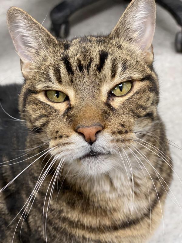 Anto<em></em>nio the cat.
