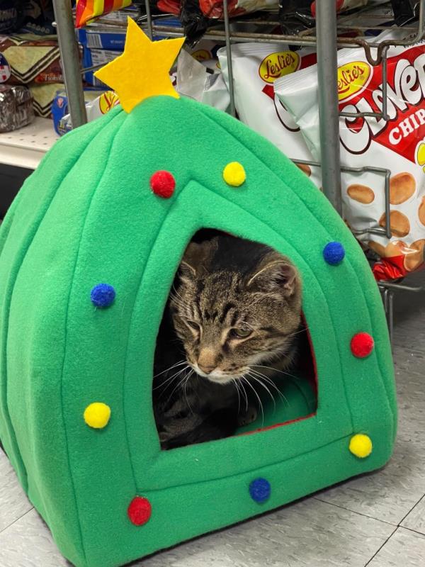 Anto<em></em>nio in a cat toy.