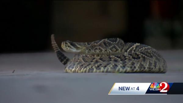 The eastern diamo<em></em>ndback rattlesnake -- the United States’ largest venomous snake