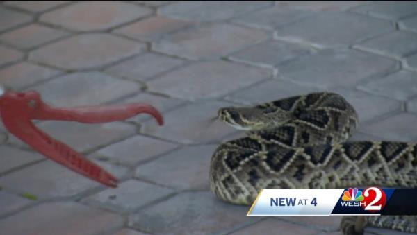 The highly venomous snake was safely removed from the property.