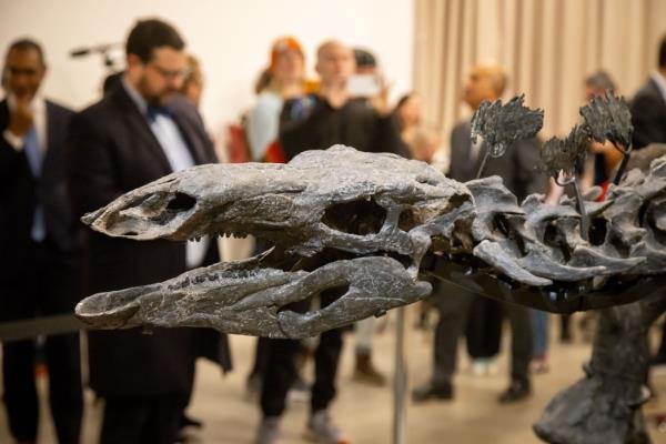 Apex, a newly discovered stegosaurus, on display at the American Museum of Natural History in New York City, photographed by Michael Nagle on December 5, 2024.