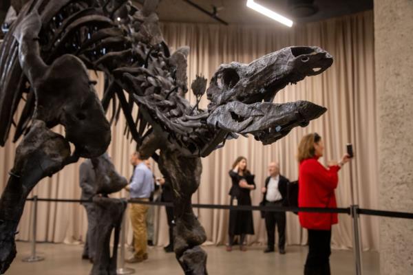 Apex, a newly discovered 150-million-year-old Stegosaurus fossil on display at the American Museum of Natural History in New York City.