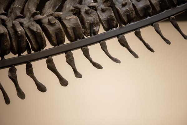 Newly discovered stegosaurus named Apex on display at the American Museum of Natural History in New York City, photo by Michael Nagle.