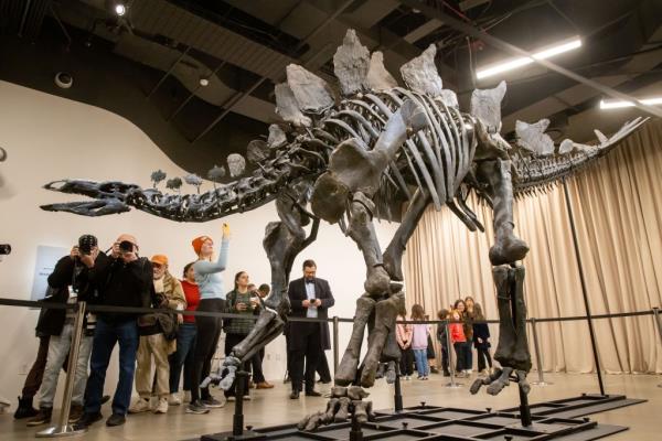 Newly discovered stegosaurus named Apex displayed at the American Museum of Natural History in New York City, photo by Michael Nagle