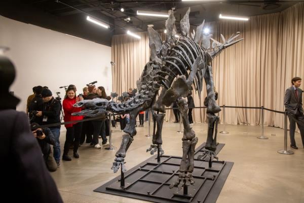 Apex, a newly discovered stegosaurus, displayed at the American Museum of Natural History in New York City, photographed by Michael Nagle