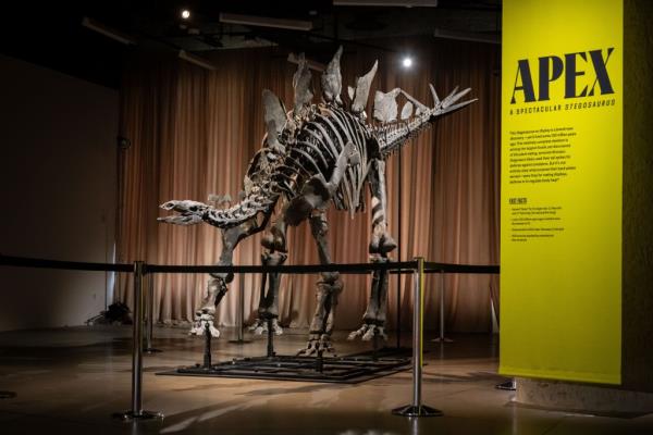 Apex, the newly discovered 11-foot-high stegosaurus fossil, on display at the American Museum of Natural History in New York City.