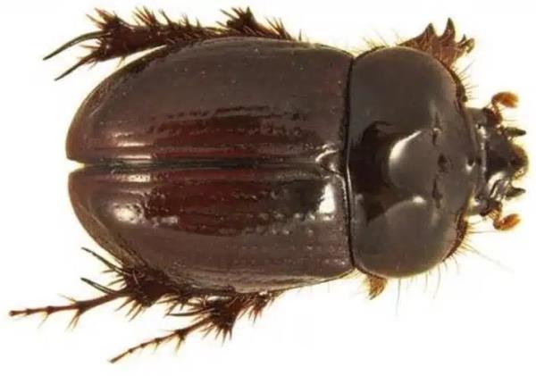 The big-willied beetle.