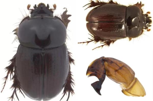 The beetle's genitalia.