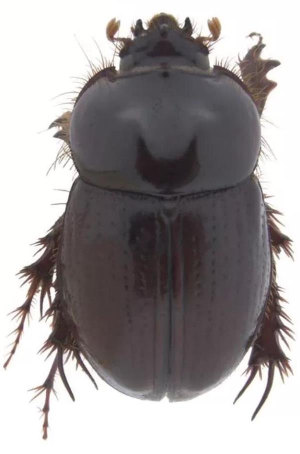 A vertical shot of the beetle.
