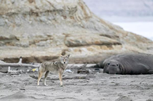 A coyote and an elephant seal at Point Reyes Natio<em></em>nal Seashore. 