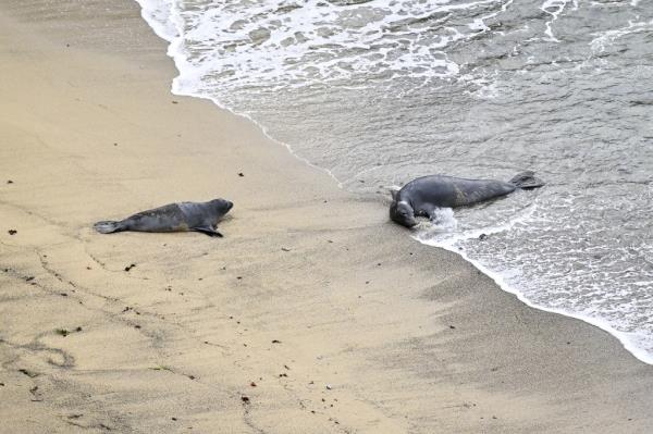 Elephant seals lay on a beach, wher<em></em>e some of them come ashore to have their pups.