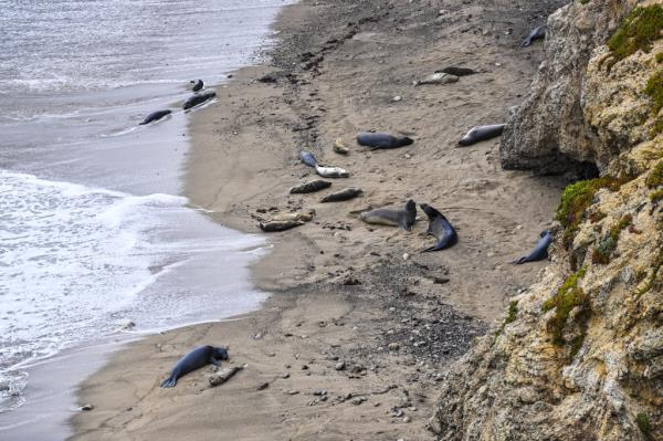 Elephant seals lay on a beach near the Point Reyes Natio<em></em>nal Seashore of Inverness in California.