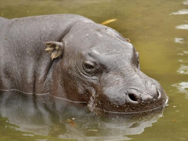 Colchester Zoo?s Freddy the Pygmy Hippo passes away at 34yrs old https://www.facebook.com/ColchesterZoo