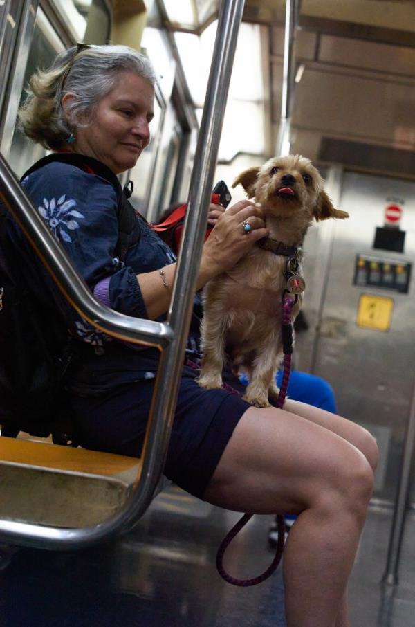 An Amtrak co<em></em>nductor has filed a lawsuit after she was allegedly bitten by a dog on a train.
