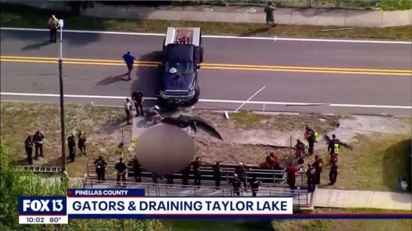 Alligator at scene when victim was found