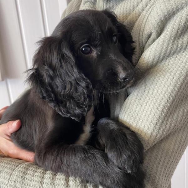 WESSEX NEWS AGENCY email: news@britishnews.co.uk Phone & text: 07501 221880 Jim Hardy An adorable puppy with six legs has been heartlessly dumped in a supermarket car park. The gentle-eyed female spaniel, a<em></em>bout eleven weeks old, was found, shivering and helpless, outside the store in Pembroke Dock, Pembrokeshire. She was taken to Medivet's Pembroke surgery after she was found by a member of the public. She was then taken to Fenton Vets in Haverfordwest by dog warden Sally Bland from Greenacres Rescue, and she was given the name Ariel.