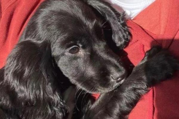 WESSEX NEWS AGENCY email: news@britishnews.co.uk Phone & text: 07501 221880 Jim Hardy An adorable puppy with six legs has been heartlessly dumped in a supermarket car park. The gentle-eyed female spaniel, a<em></em>bout eleven weeks old, was found, shivering and helpless, outside the store in Pembroke Dock, Pembrokeshire. She was taken to Medivet's Pembroke surgery after she was found by a member of the public. She was then taken to Fenton Vets in Haverfordwest by dog warden Sally Bland from Greenacres Rescue, and she was given the name Ariel.