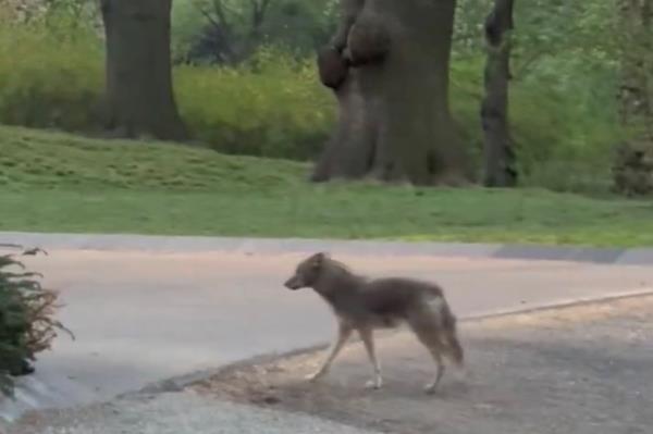 The Central Park coyote