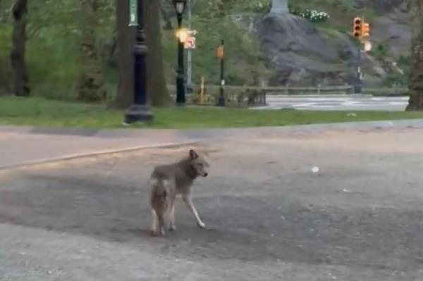 A photo of the Central Park coyote.