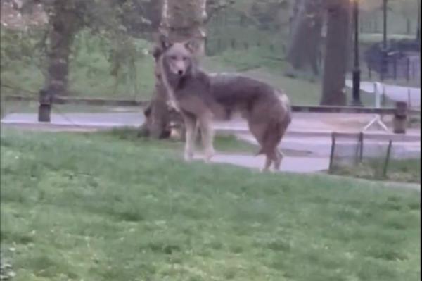 The Central Park coyote