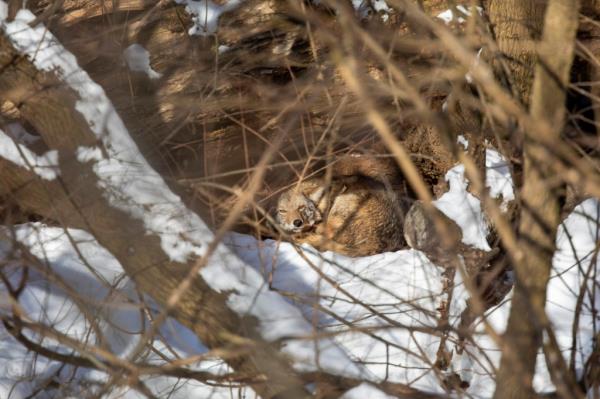 The Central Park coyote