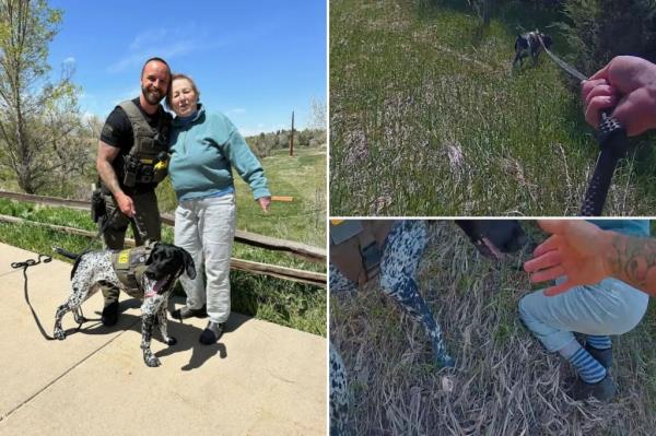 科罗拉多警犬墨丘利营救了一名85岁的失踪妇女，她在峡谷中抓着一棵树