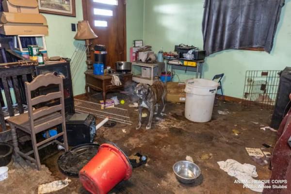 The animal rescue said there were three dead dogs found dead, including two pups whose bodies were frozen solid.