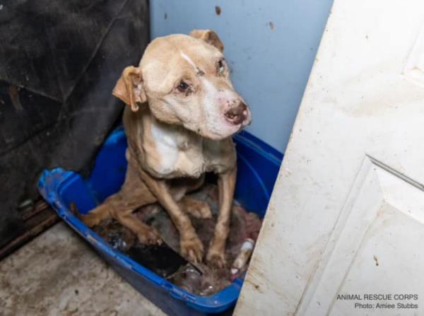 Police co<em></em>ntacted the group when they saw dogs trapped in cages or running wild outside on the property on Jan. 14. 
