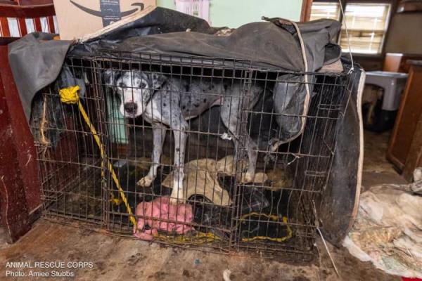 There were forty-four neglected dogs found in discovered in “deplorable conditions.”