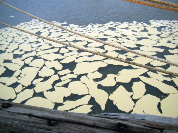 Beef tallow floating in the Houston Ship Channel after a leak from a shore-ba<em></em>sed storage tank