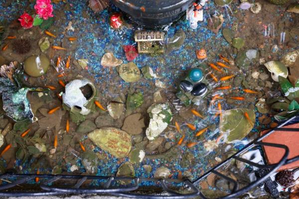 The fire hydrant goldfish pond at 48 Tompkins Avenue in Bedford Stuyvesant, Brooklyn