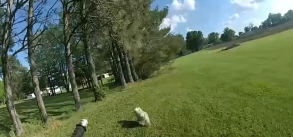 Teddy walks in the yard.