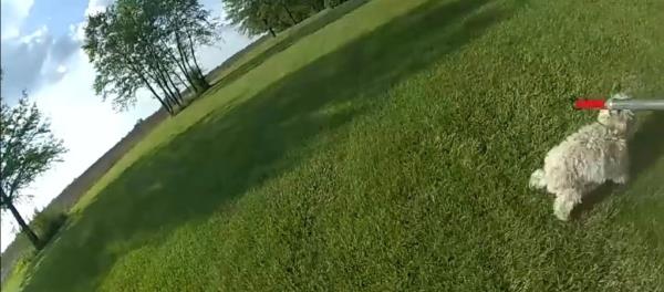 Teddy walks in the yard.
