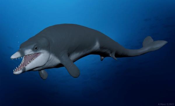 *EMBARGOED UNTIL 16.00 BST, THURS AUG 10 (11.00 ET)* Life reco<em></em>nstruction of the extinct basilosaurid whale Tutcetus rayanensis swimming in the Tethys Ocean of present-day Egypt, 41 million years ago. Illustration by Ahmed Morsi. See SWNS story SWSCwhale. A new species of extinct whale that inhabited seas covering present day Egypt around 41 million years ago has been discovered. The fossil was unearthed near Faiyum, a city around 60 miles (100 kilometres) south west of Cairo, by an internatio<em></em>nal team of scientists. With a length of around eight feet (2.5 metres) and an estimated body mass of 187 kilos (29.4 stone), it is the smallest known basilosaurid whale known to date - and one of the oldest records of that family from Africa.