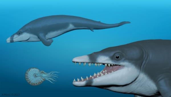 Tutcetus rayanensis belo<em></em>ngs to a family of extinct whales