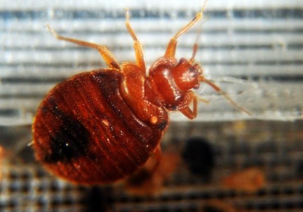 (FILES) Bed bugs crawl around in a co<em></em>ntainer on display during the 2nd Natio<em></em>nal Bed Bug Summit in Washington, DC, February 2, 2011. To get rid of bedbugs, a thorough cleaning of the infested area is essential, even if a specialized pest co<em></em>ntrol service is often needed. (Photo by Jewel SAMAD / AFP) (Photo by JEWEL SAMAD/AFP via Getty Images)