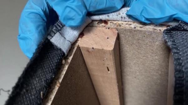 France is so infested with bed bugs that' no one is safe'