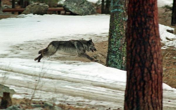 This Jan. 14, 1995 file photo shows a wolf leaping across a road into the wilds of Central Idaho north of Salom