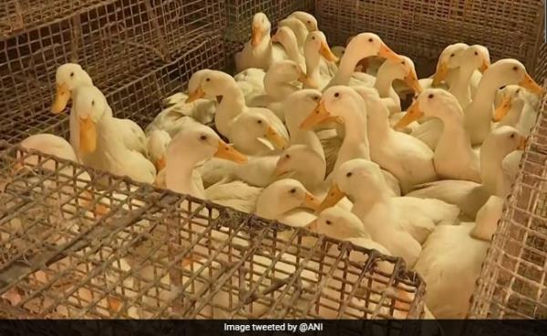 WHO Co<em></em>nfirms Human Case Of Bird Flu In India. Know Symptoms And Precautions