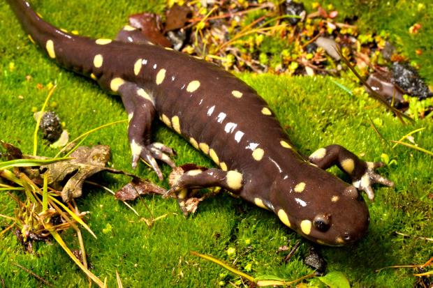 A California Tiger Salamander