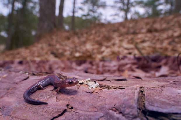 A red-backed salamander