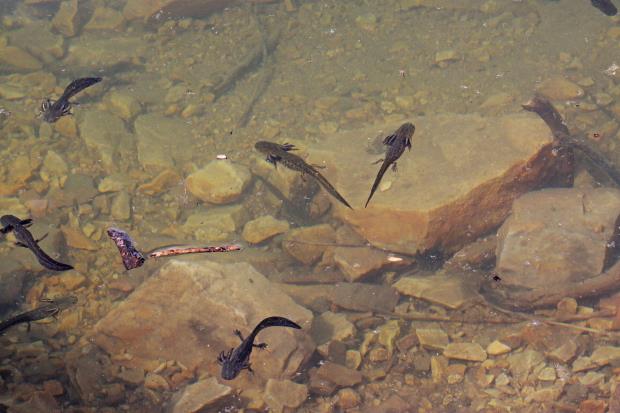 Tiger salamander (Ambystoma tigrinum) larvae. 