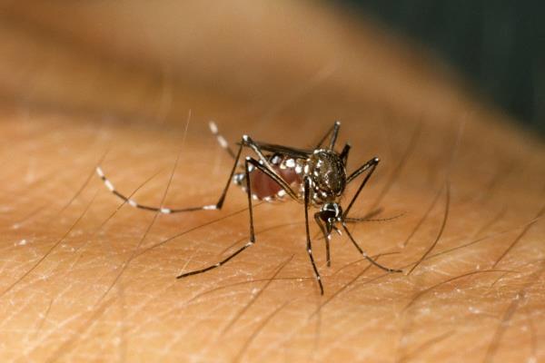 世界上超过一半的人口“可能面临蚊子传播疾病的风险”