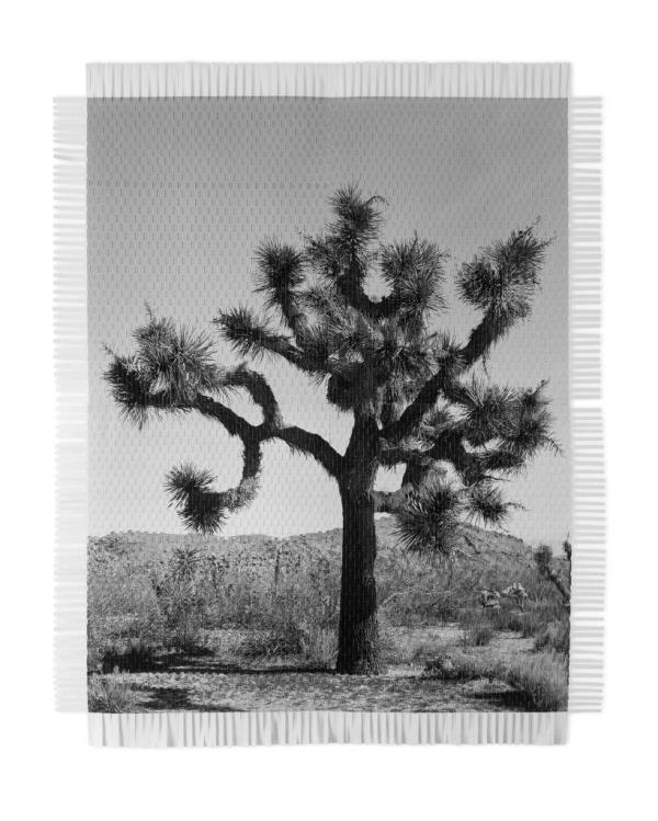 A tree casting a shadow on the ground, part of Grajales Bengochea's artwork.