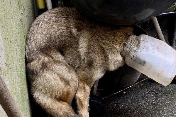 在伊利诺斯州，一只被卡在头上的塑料罐子救了出来的土狼