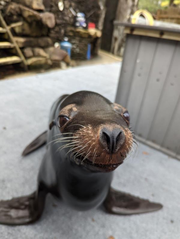 Birmingham Zoo will close Sea Lion Habitat