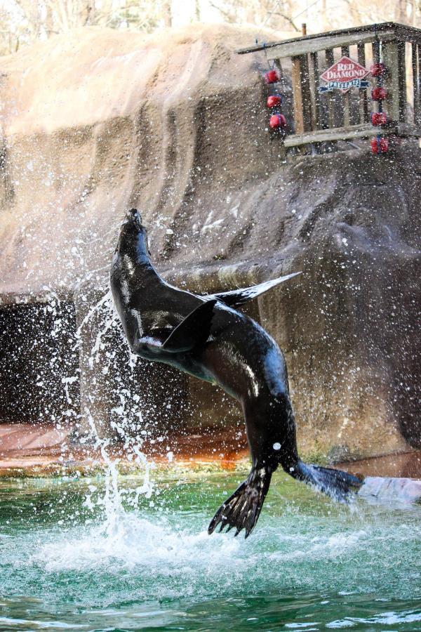 Birmingham Zoo will close Sea Lion Habitat