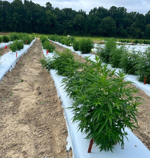 Tuskegee hemp farm