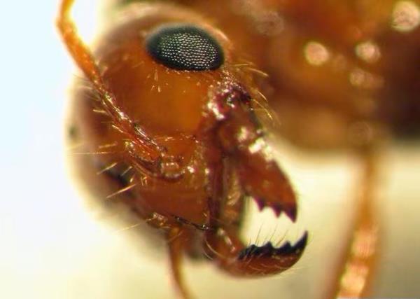 red fire ant