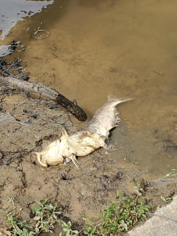 Mulberry Fork fish kill